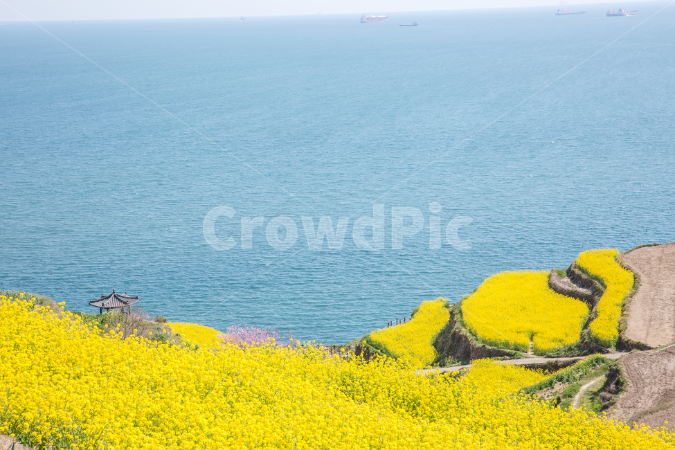 유채꽃,바다,꽃,풍경,노랑,봄,계절,spring,season,자연,풍경,nature,landscape,한국자연풍경,한국자연경관,korea nature landscape,outdoors,옥외,field,들,grassland,목초지