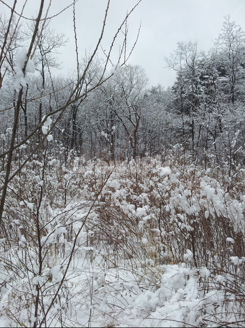 눈,눈꽃,겨울,나무,자연,풍경,겨울,계절,winter,season,자연,풍경,nature,landscape,outdoors,옥외