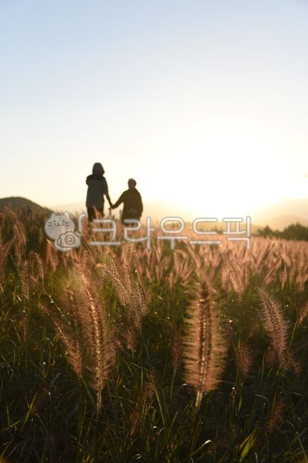 제주도,오름,정상,강아지풀,근접촬영,세로,아련,jejuisland,hill,top,wildfoxtailmillet,closeup