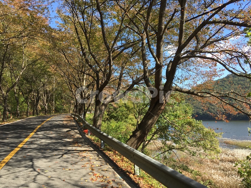 길,주암호,호수,가을,낙엽,벚꽃나무,벚꽃,나무,풍경,보성군,산,가을,계절,fall,autumn,season