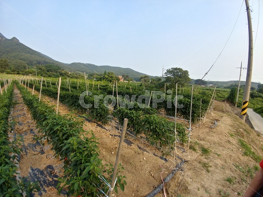 밭,농사,자연,시골,고추밭,농촌,농장,rural,옥외,farm,농업,농사,agriculture,farming,farming industry