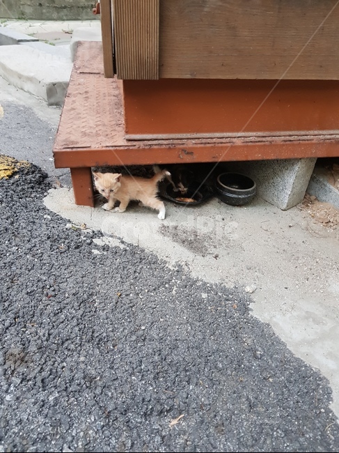 길고양이,고양이,치즈,아기고양이,길냥이,동물,animal,포유류,mammal,고양이,cat,kitten,kitty