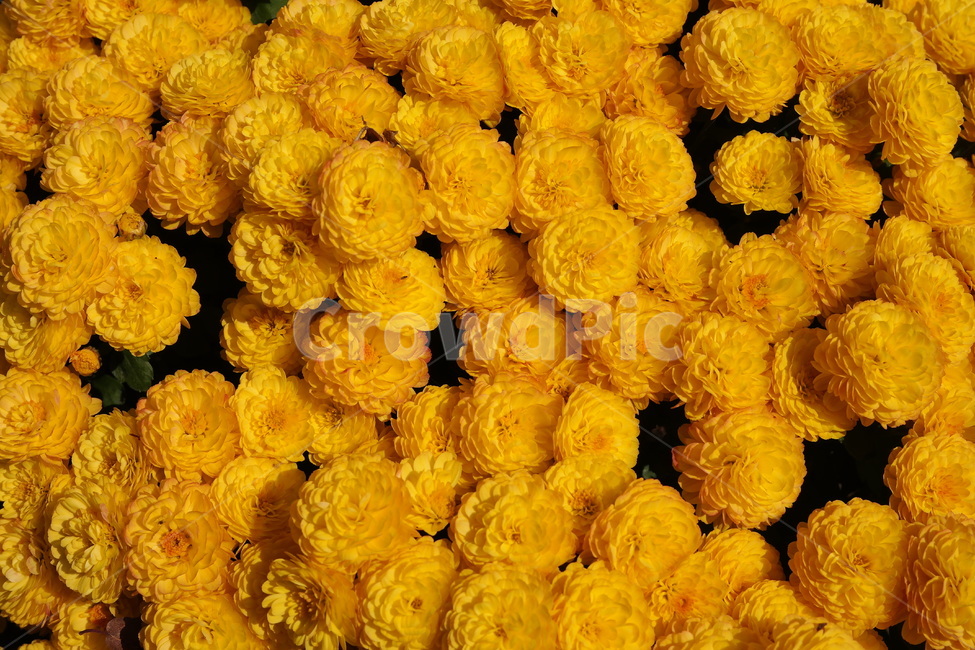 국화,가을,노란꽃,소국,노랑,국화꽃,10월,yellow,flower,blossom,가을꽃,autumn,fall,만개,식물,plant,식물,자연,plants,nature,꽃,flower