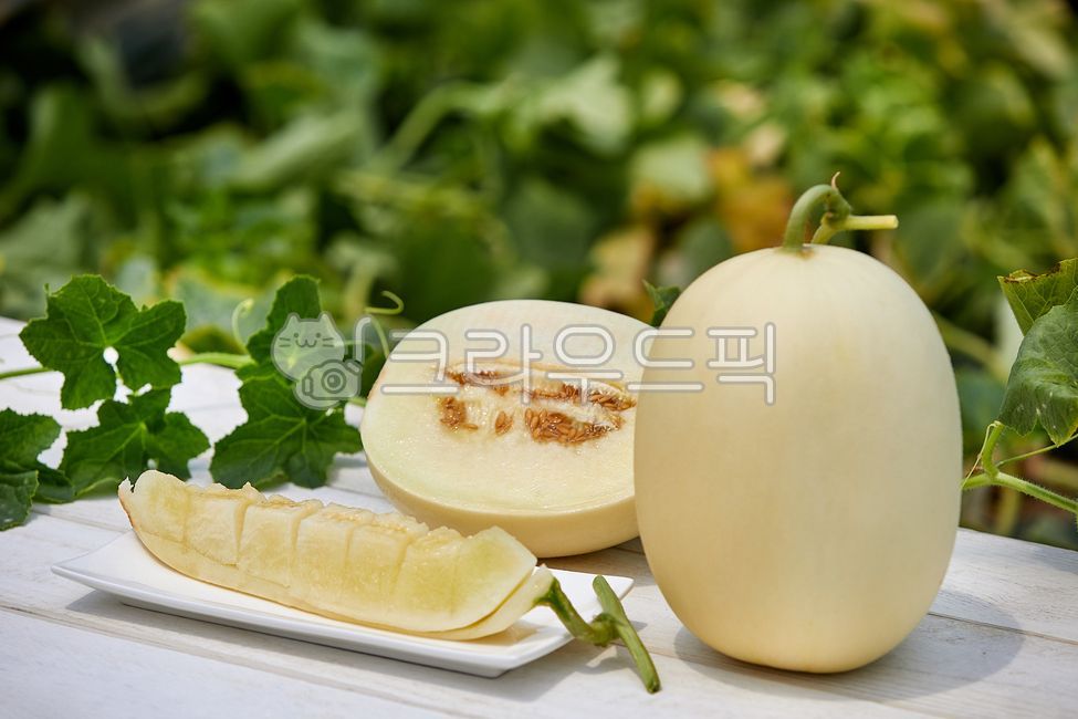 Cheonan Susin Melon,susinmelon,fruit,crops,agriculture,harvesting,white,Agriculture,melon,harvest,Fruit,cheonansusinmelon,food ingredients,leaf,food,cultivation,housemelon,White,culture,plant,house melon,stem