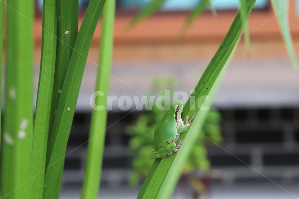 자연,풍경,연못,동물,동식물,연잎,개구리밥,개구리,nature,naturephoto,naturephotography,frog,lotus,lotusleaf,animal,청개구리,파충류,양서류,동물,animal,파충류,양서류,reptile,amphibian