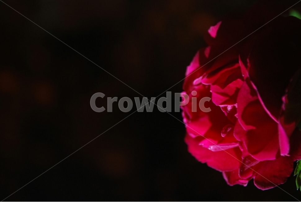 꽃,flower,장미,밤장미,밤꽃