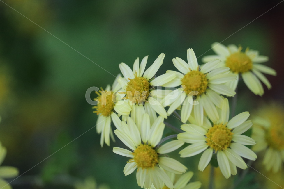코스모스,가을,꽃,노란색,자연,식물,자연,plants,nature,꽃,flower
