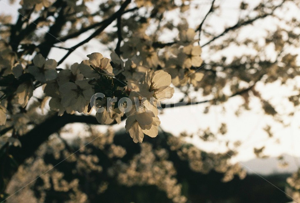 벚꽃,벚나무,cherryblossom,봄,4월,꽃,식물,자연,꽃잎,나무,sakura,spring,flower,계절,봄,계절,spring,season,식물,자연,plants,nature,꽃,flower,plant
