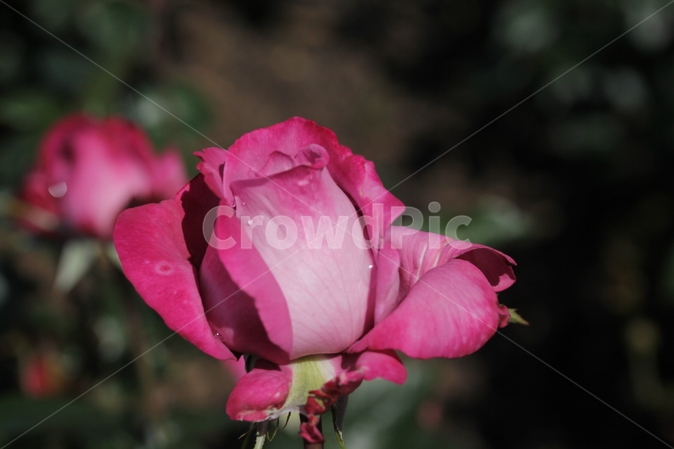 장미,봄꽃,식물,빨간장미,꽃,식물,자연,plants,nature,꽃,flower