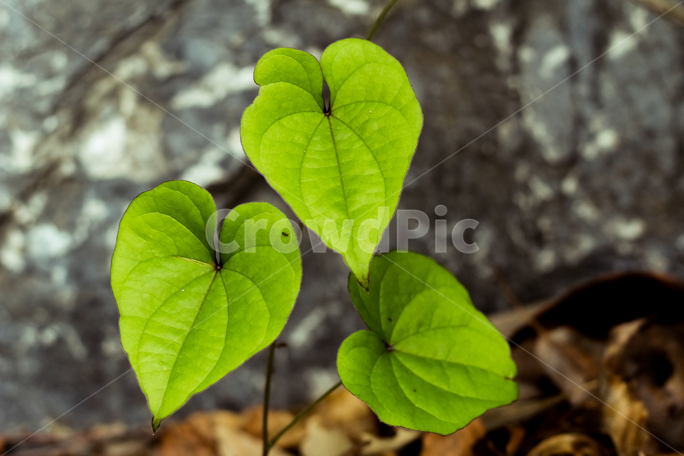 plant,leaf,나뭇잎,식물,green