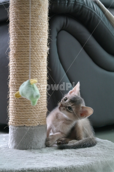 고양이,아비시니안,동물,냥이,반려동물,집고양이,아기,집사,시선,동물,animal,포유류,mammal,고양이,cat,kitten,kitty