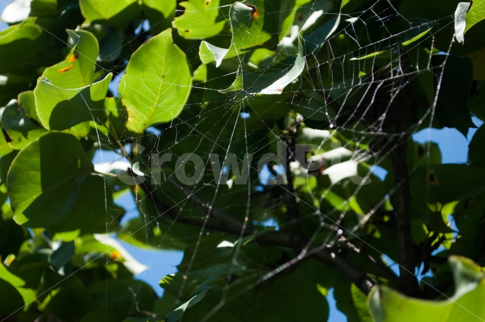 자연,나무,거미줄,맑은날씨,반사,햇빛,식물,일상,nikonD90,여름,휴가,영월,시골,자연,풍경,nature,landscape,여름,계절,summer,season