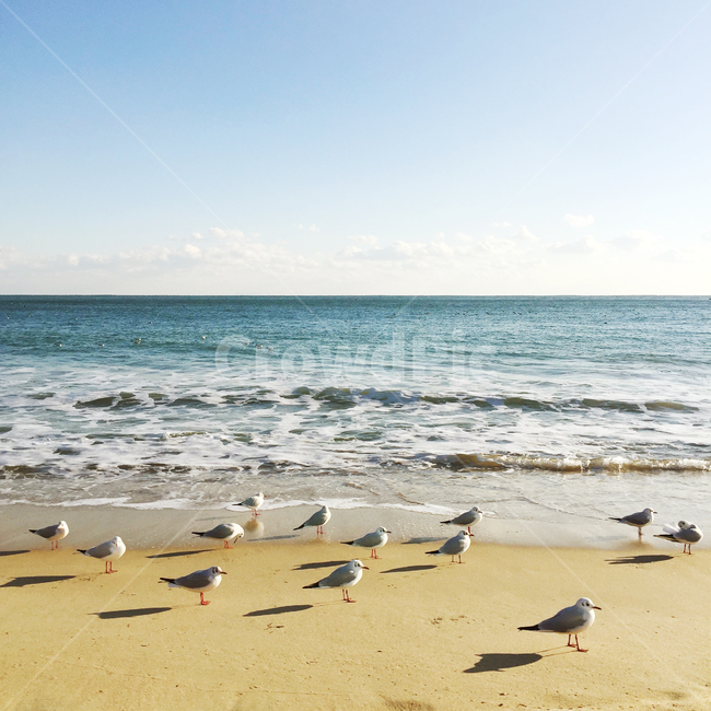 바다,파도,갈매기,그림자,sea,wave,seagull,shadow,해운대,바닷가,해수욕장,겨울바다,모래사장,water,물,nature,자연,beach,모래,해변,바다,beach,sea,동물,animal,조류,새,birds