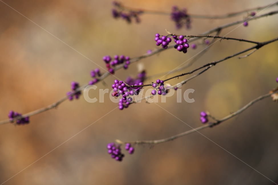 작살나무,열매,종자,번식,japanesebeautyberry,식물,자연,plants,nature,과일,열매,fruit
