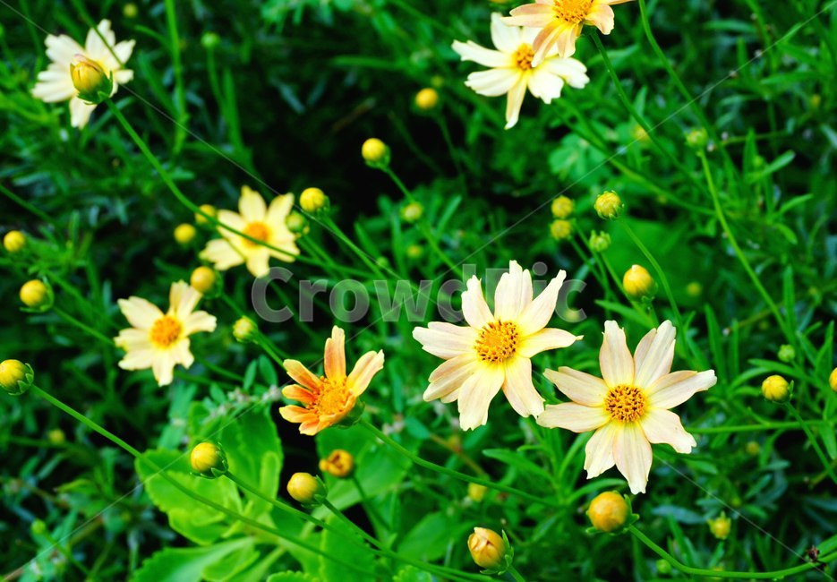 식물,꽃,노랑,풀,작음,들꽃,flower,yellow,small,식물,자연,plants,nature,꽃,flower
