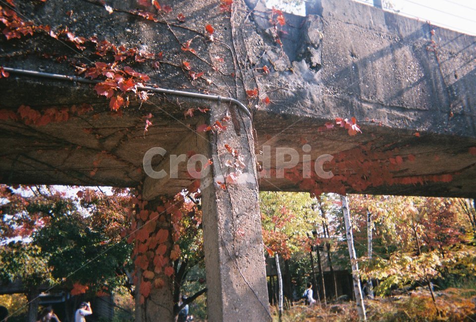 공원,야외,다리,낙엽,가을,필름,가을,계절,fall,autumn,season,patio,안마당,porch,현관,outdoors,옥외