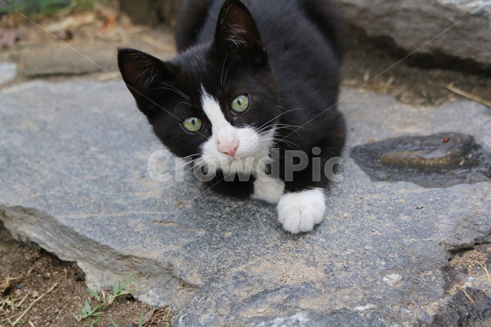 동물,고양이,강아지,반려동물,길고양이,들고양이