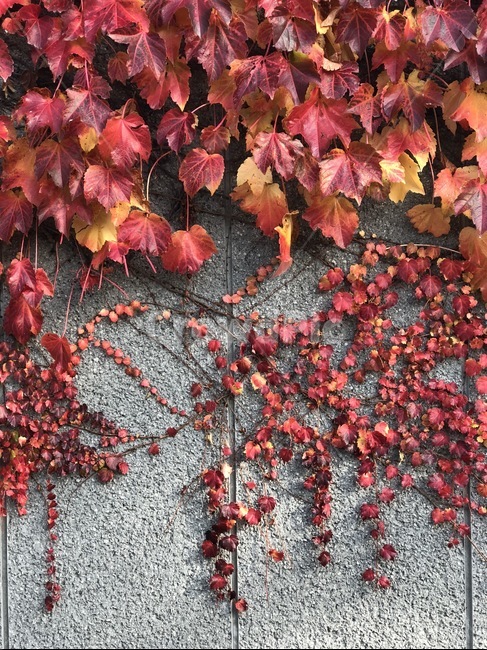plant,식물,leaf,잎,tree,나무,레드,red,자연,단풍