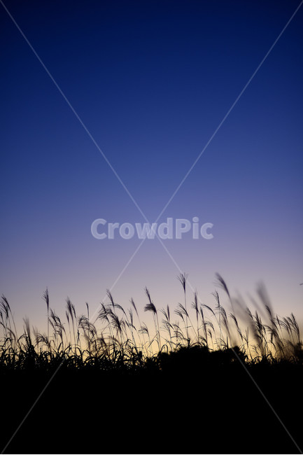 억새,갈대,가을,실루엣,하늘공원,식물,자연,plants,nature,실루엣,그림자,silhouette,shadow