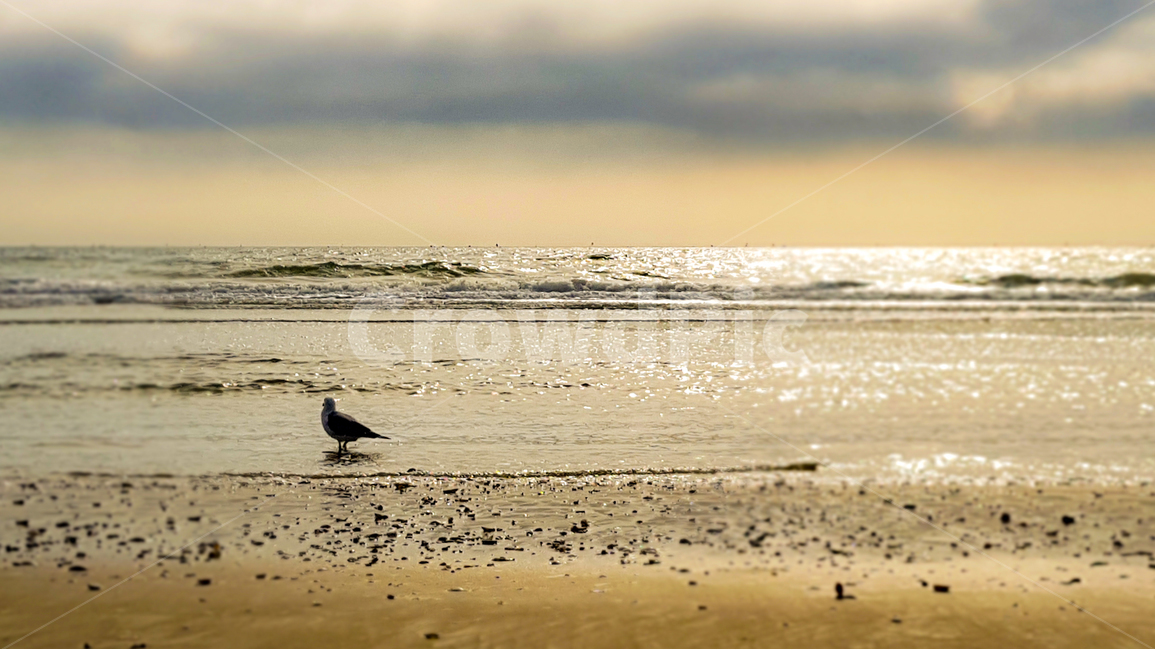 바다,파도,새,갈매기,여행,노을,햇살,서해,수평선,일몰,해넘이,물결,sea,sunset,bird,sky,하늘,안면도,외로움,그림자,해변,바다,beach,sea,동물,animal,조류,새,birds,휴식,힐링,rest,relaxation,healing