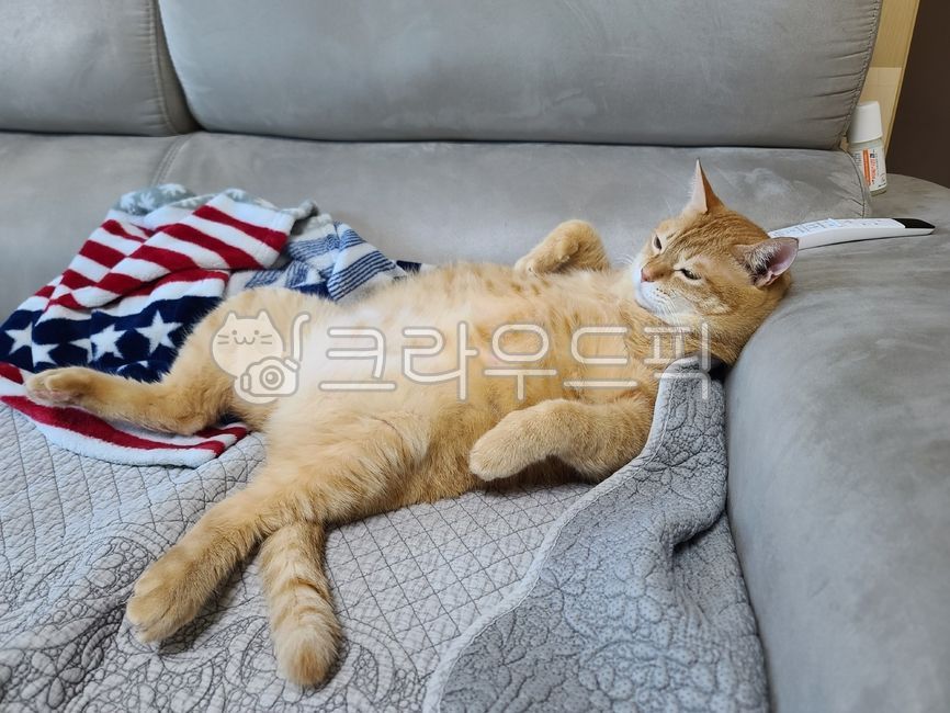 자고있는,뚱냥이,동물,고양이,포유류,animal,애완동물,cat,반려묘