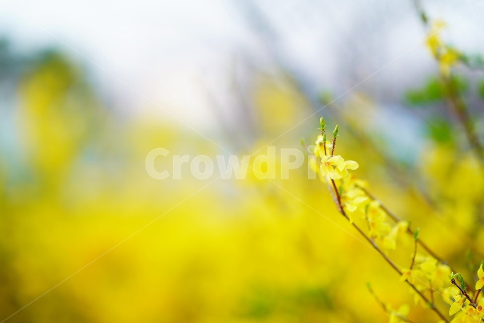 plant,flower,식물,꽃,개나리,koreanforsythia