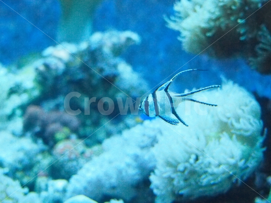물고기,바다,수족관,아쿠아리움,수영,헤엄,물속,동물,animal,어류,물고기,fish