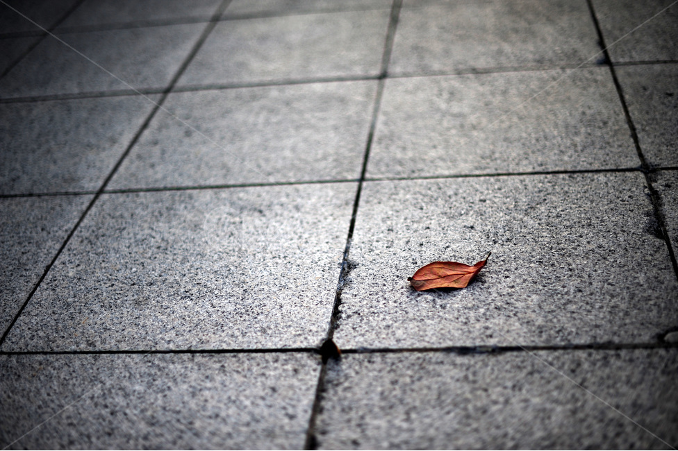 가을,낙엽,거리,바닥,패턴,대리석,가을,계절,fall,autumn,season,감성,sensible,feeling,plant,식물,leaf,잎