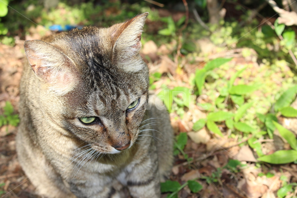 고양이,야생동물,캣,귀여운,큐트,cute,cat,길고양이,동물