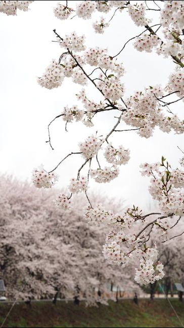 꽃,벚꽃,cherryblossom,봄,벚꽃축제,순식간,벚꽃잎,봄,계절,spring,season,식물,자연,plants,nature,꽃,flower,plant,blossom
