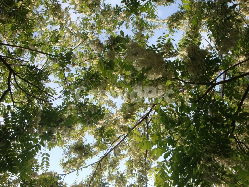 아카시꽃,식물,흰꽃,남산둘레길,아름다움,오월