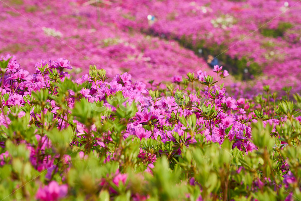 군포,철쭉,철쭉축제,축제,봄,군포축제,군포철쭉,식물,자연,plants,nature,꽃,flower