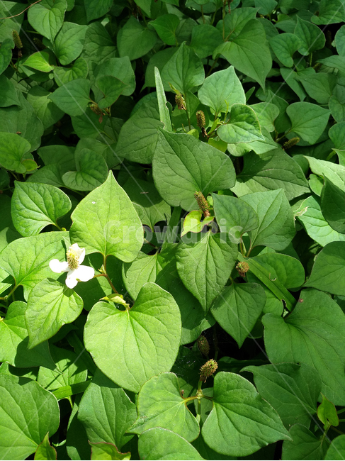 어성초,어성초식물,어성초재배,어성초농사,약용식물,식물,자연,plants,nature