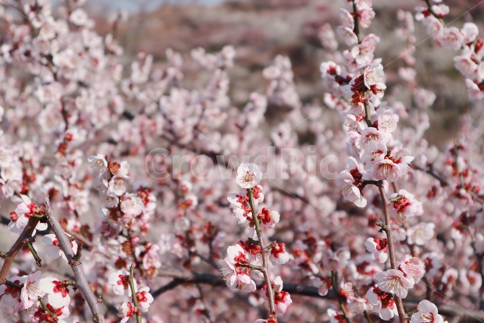 꽃,매화,홍매화,봄,봄꽃,blossom,식물,plant,flower