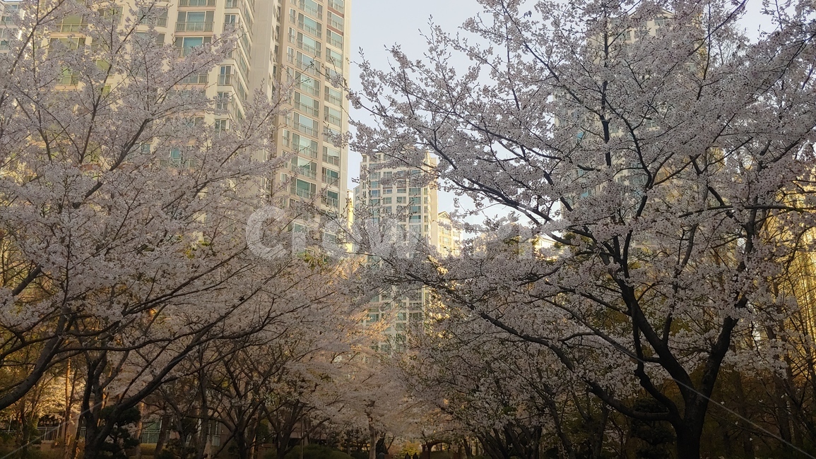 식물,꽃,cherryblossom,벚꽃,하늘