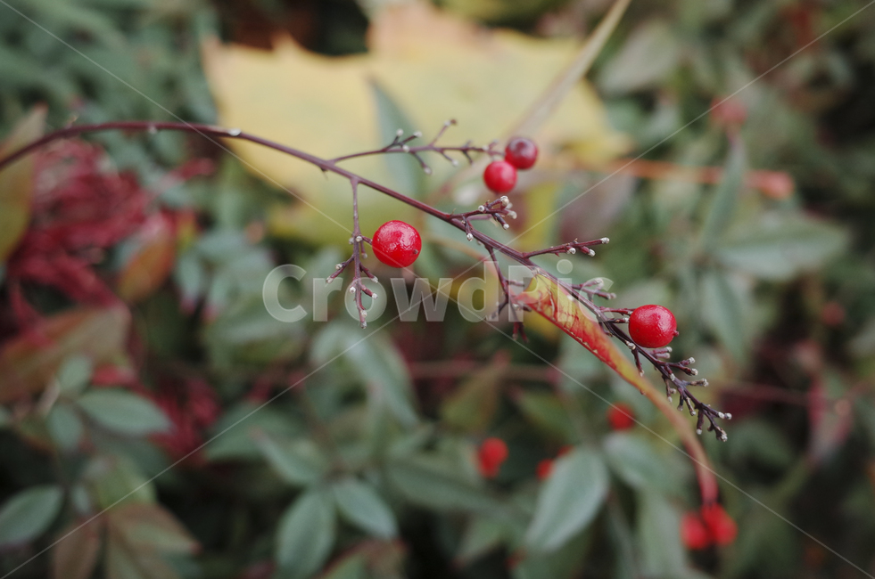 plant,식물,leaf,잎,fruit,열매,red,green,빨간,빨강,빨간열매,과일