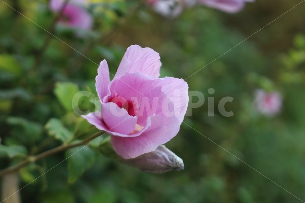 자연,풀,꽃잎,힐링,감성,식물,자연,plants,nature,꽃,flower