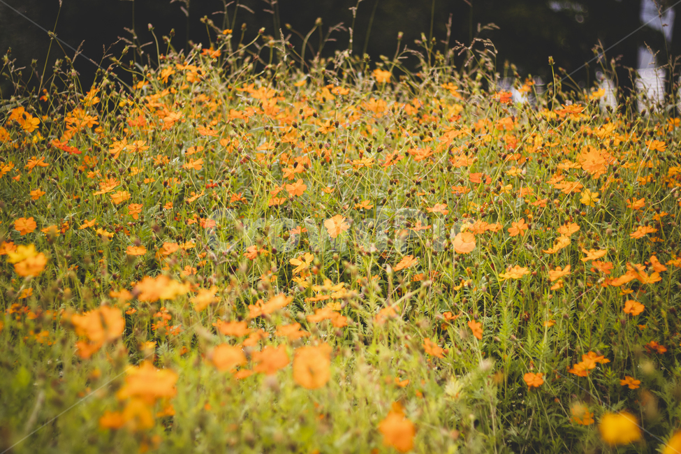 꽃,nature,자연,코스모스,꽃밭,field,들,옥외,outdoors,목초지