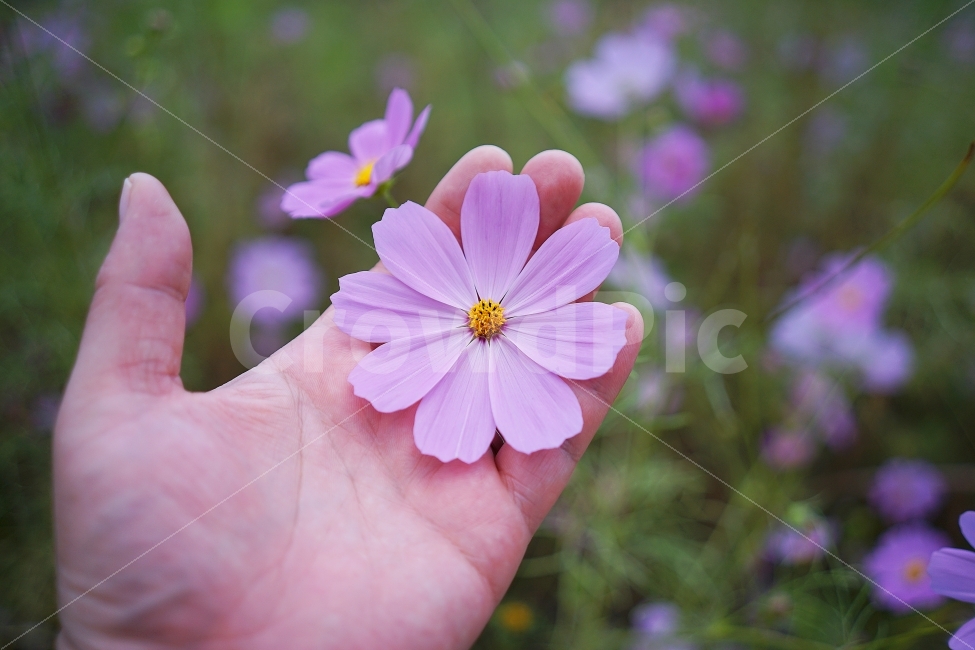 코스모스,가을,손,꽃,스냅,가을,계절,fall,autumn,season,식물,자연,plants,nature,꽃,flower,사람,인물,인간,human,person,신체일부,몸,body,감성,sensible,feeling,plant