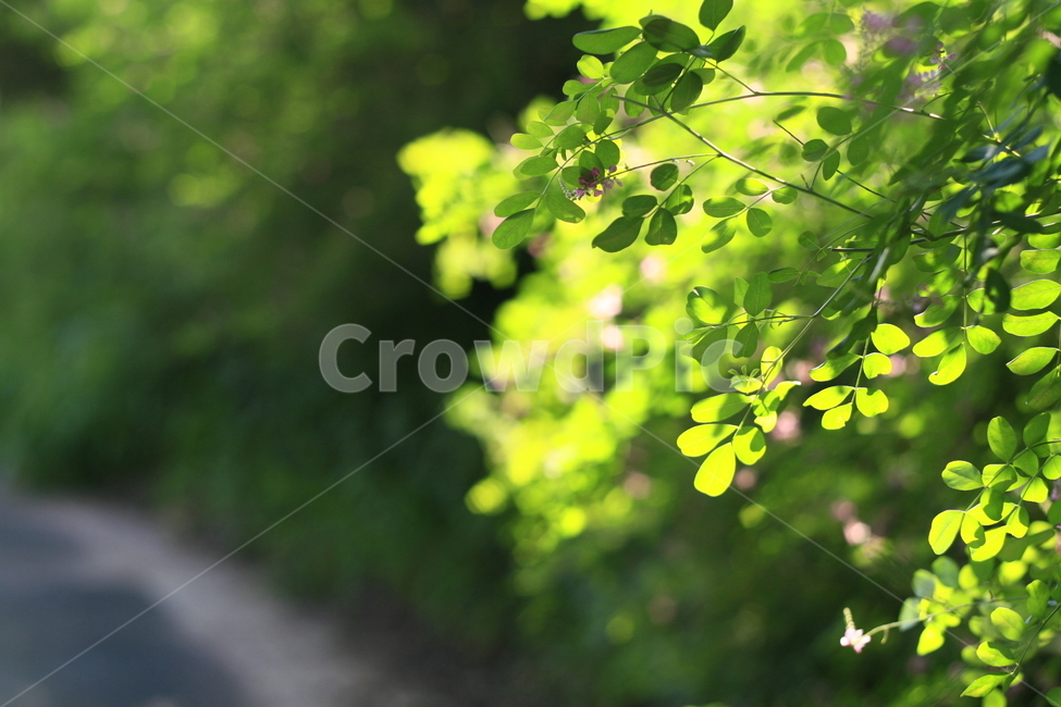 leaf,잎,plant,식물,tree,나무,빛,반사,식물,자연,plants,nature