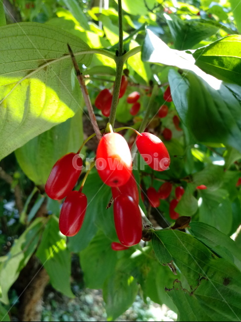 산수유,빨간열매,열매,식물,plant,fruit,skan,tree,과일,열매,fruit