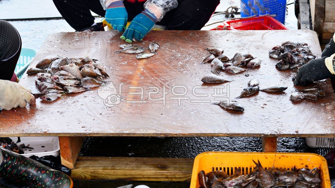 자리돔,자리돔회,자리돔물회,해산물,자리돔손질,제주자리돔,제주도,음식,보목자리돔,wood,목재,나무탁자,장갑,바구니,프라스틱바구니,장화
