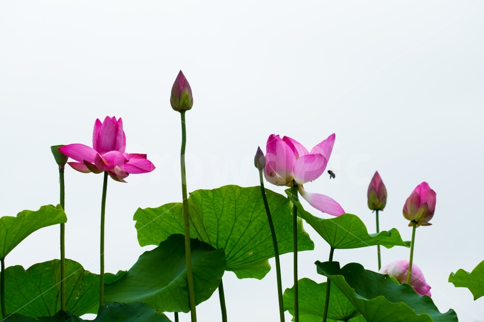 홍련,불교의상징화,연잎연꽃,78월의꽃,수생식물,식물,자연,plants,nature,꽃,flower,누끼,remove background