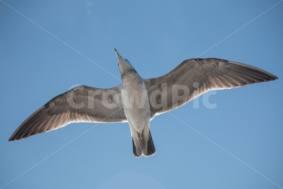 갈매기,풍경,가을하늘,바다갈매기,하늘,동물,animal,조류,새,birds