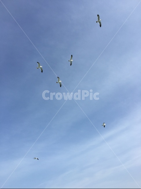 adventure,flying,나는,animal,동물,bird,새,bluesky,파란하늘,자연,nature