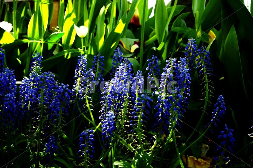 봄,봄꽃,화사함,자연,행복,힐링,bloom,colorful,floral,flower,gardenflowers,happymind,life,nature,plant,spring,식물,자연,plants,nature,꽃,flower