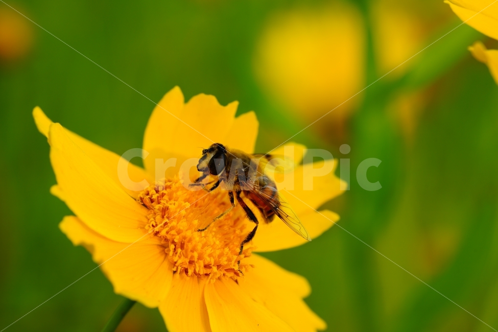 접사,벌,꽃,flower,bee,closeup,꿀,여름,sunmmer,풍경,landscape,식물,자연,plants,nature,동물,animal,곤충,벌레,insect,bug,꽃,flower