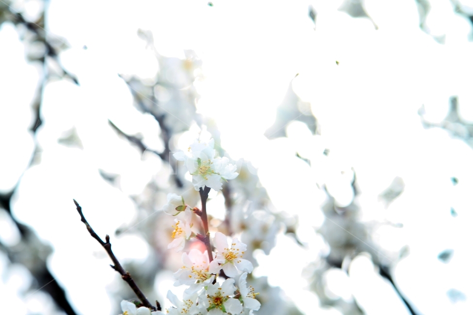 벚꽃,뿌옇게,포커스,하얀,배경,봄,봄,계절,spring,season,식물,자연,plants,nature,꽃,flower,plant