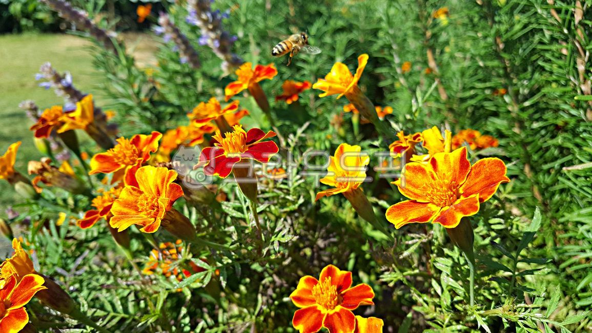 Cheonsu Guk,marigold,plant,mansu guk,flower