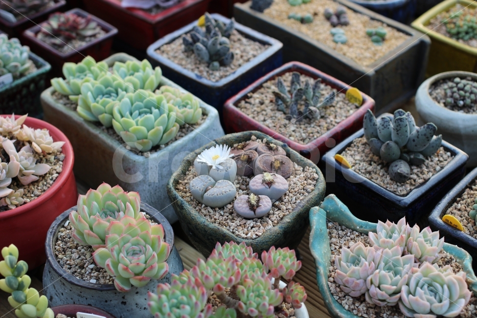 다육식물,선인장,식물,화분,식물원,자연,색감,식물,자연,plants,nature,꽃,flower,실내용화초,화분,화초,house plant